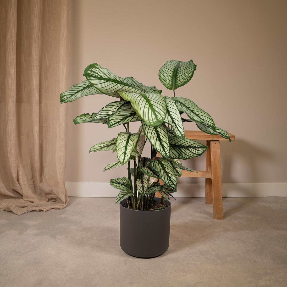 Korbmarante 50 cm hoch, Topf ø19 cm