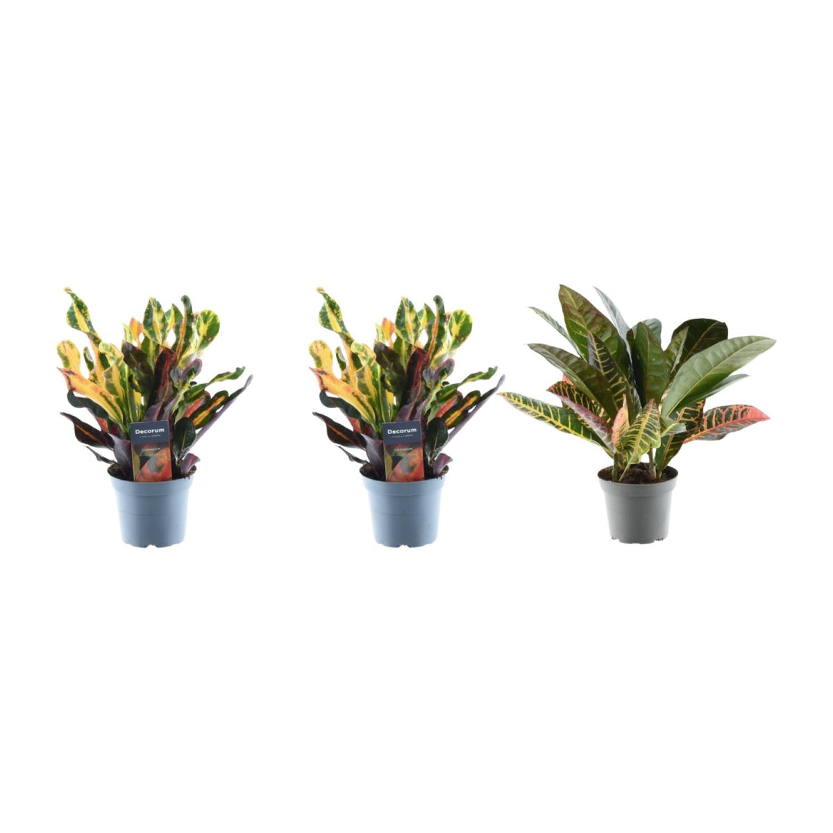 Croton-Mix