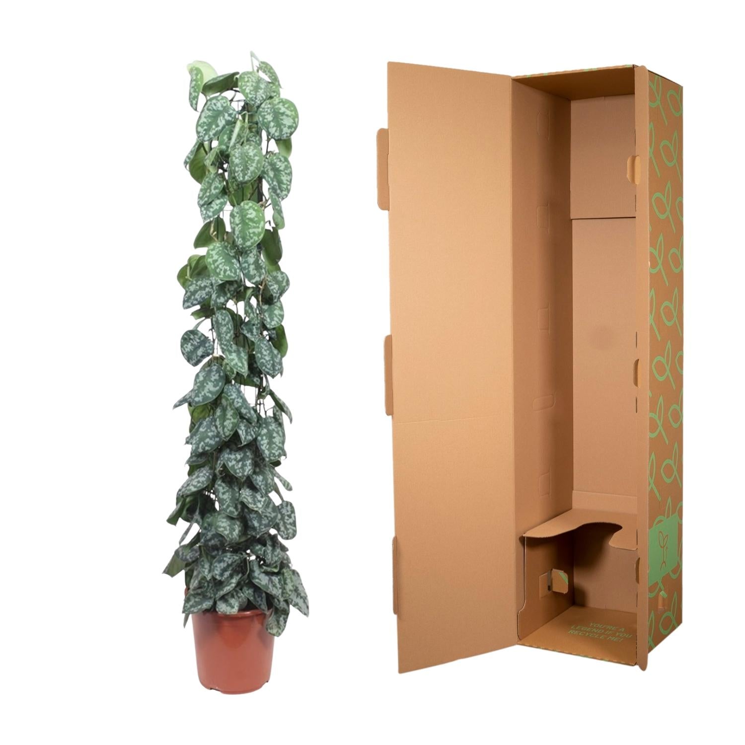 Scindapsus pictus Trebie aan gaasrek 160 cm hoog, pot ø27 cm