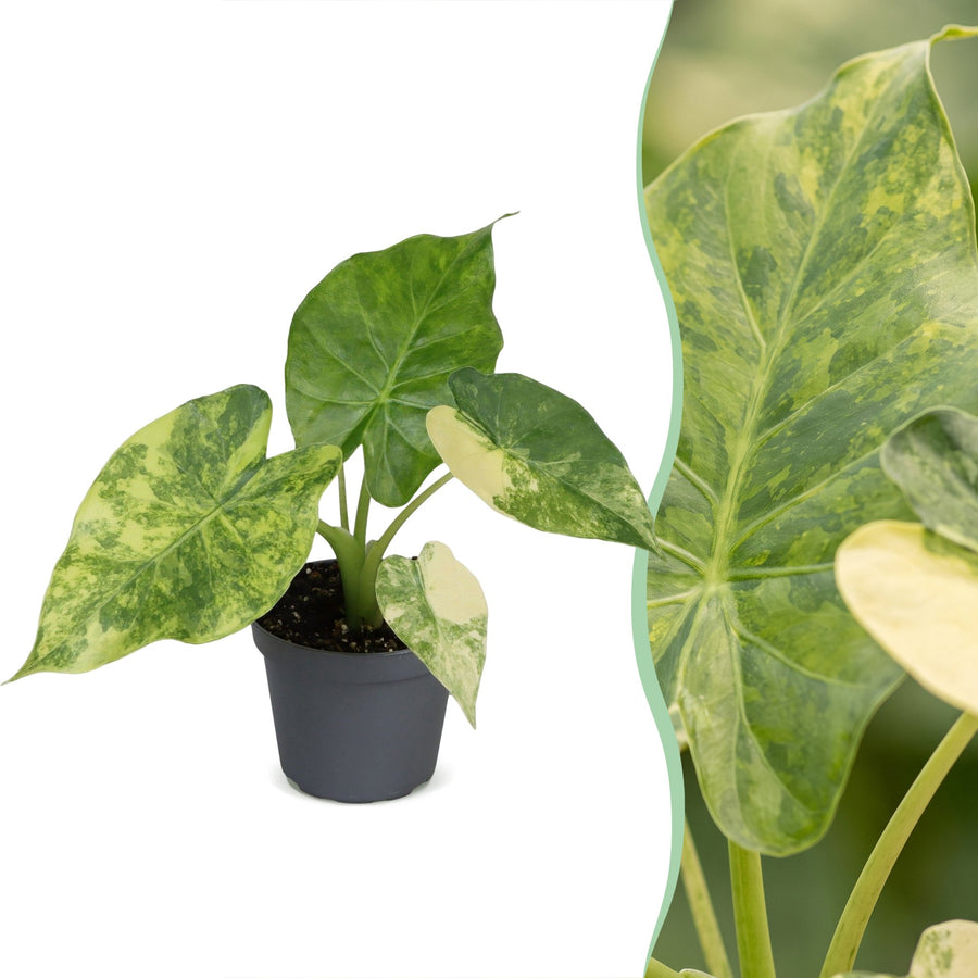 Złote ucho słonia (Alocasia macrorrhizos 'Aurea Variegata') 15 cm wysokości, doniczka ø6 cm