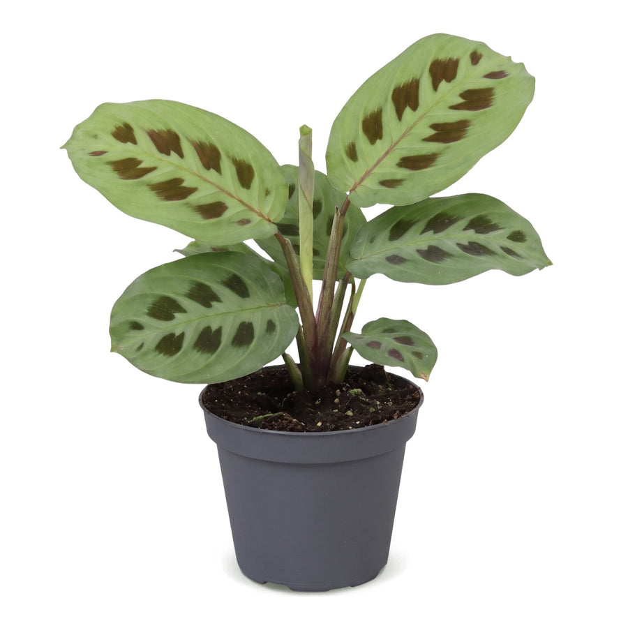 Gebetspflanze (Maranta leuconeura 'Kerchoveana') 12 cm hoch, Topf ø6 cm