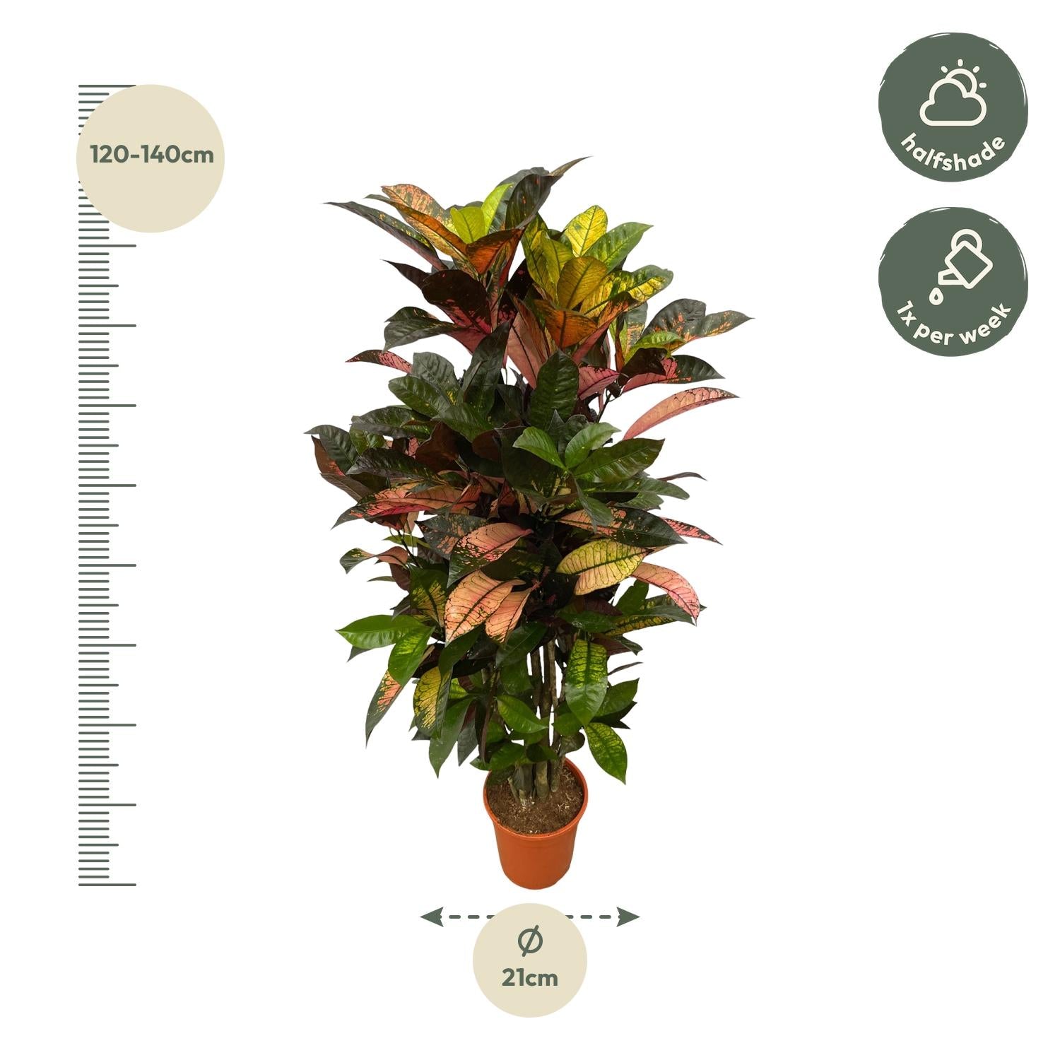 Codiaeum (Croton) Iceton vertakt Ø 100cm - ø24