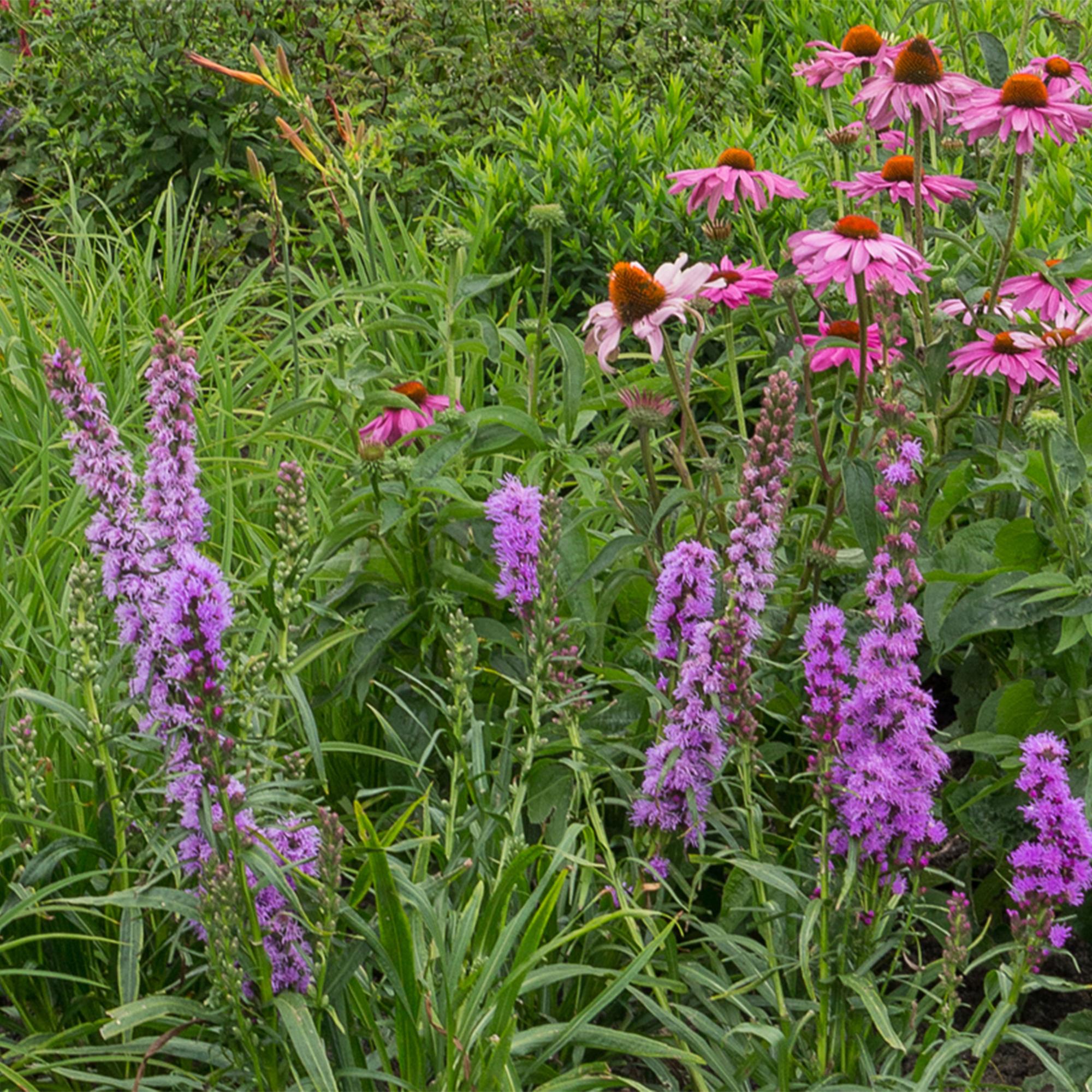 Borderpakket Bijen- en Vlinderlokkend, 8 vaste planten voor 1 m², pot ø11 cm