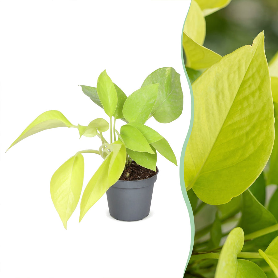 Philodendron 'Neon' 15 cm hoog, pot ø6 cm