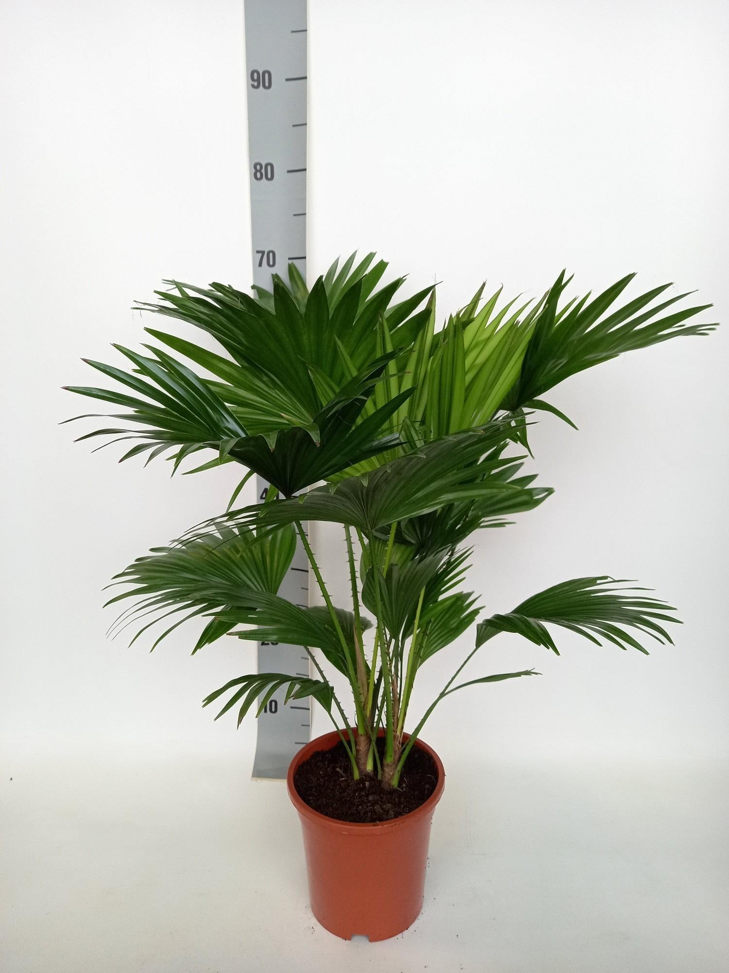 Livistona rotundifolia (waaierpalm) 70 cm hoog, pot ø17 cm