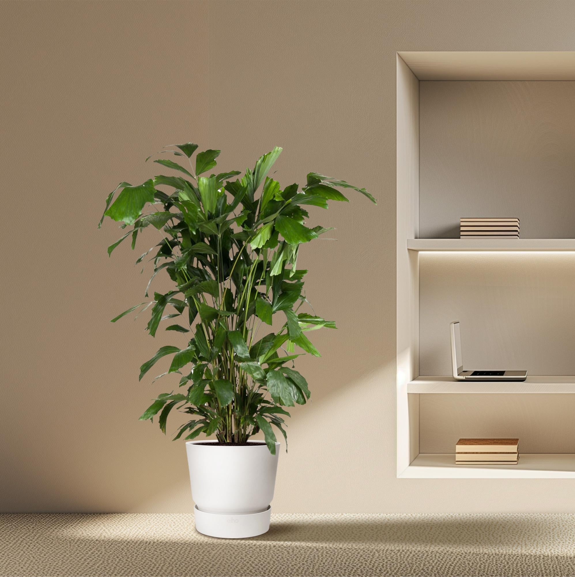 Caryota Mitis - XXLplant