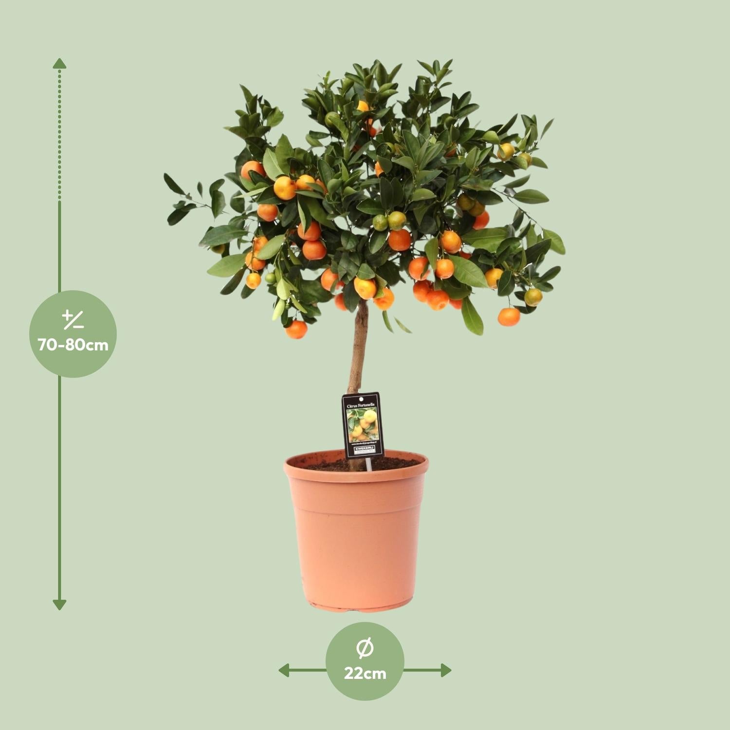 Calamondinboom (Citrus mitis) 80 cm hoog, pot ø22 cm