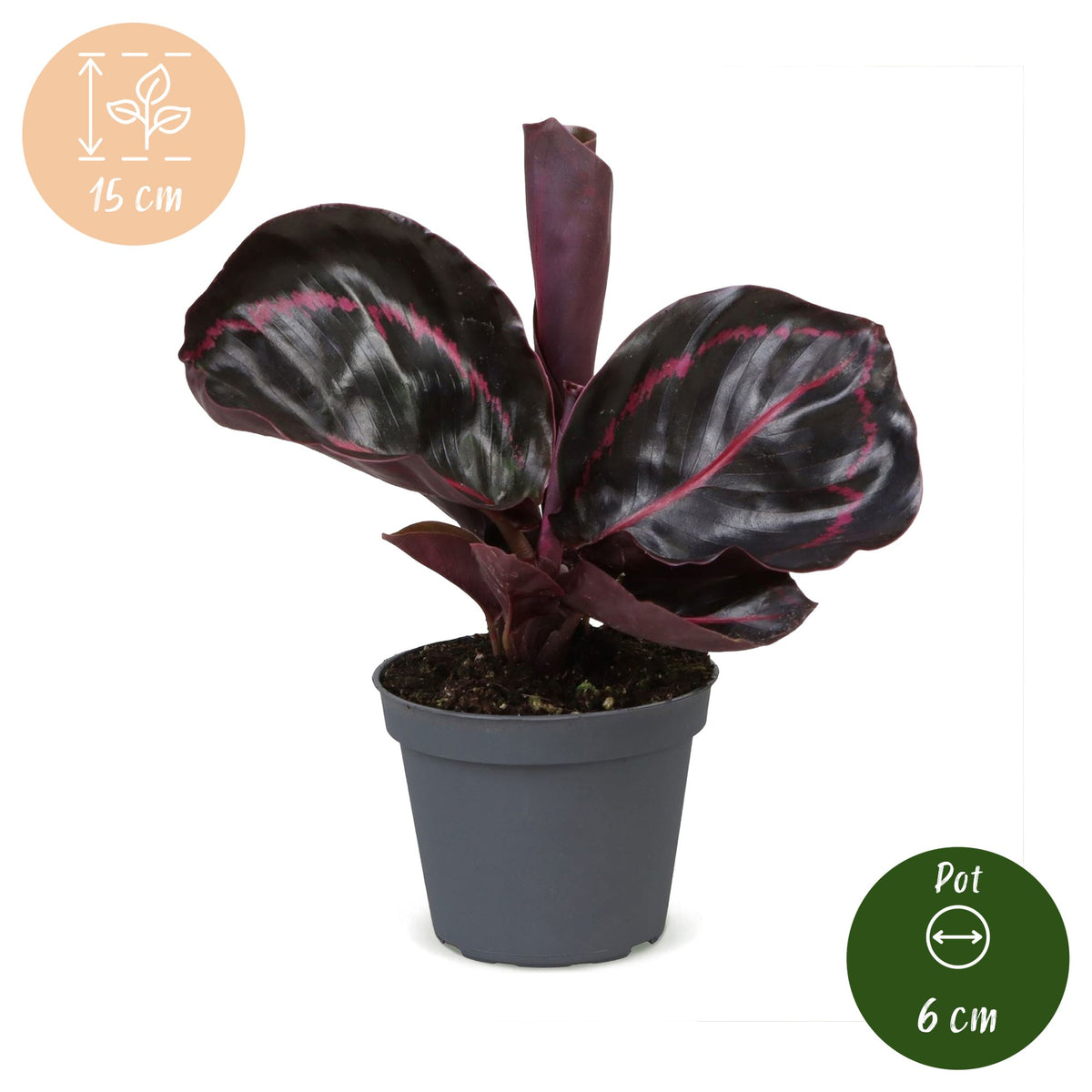 Pauwenplant (Calathea roseopicta 'Dottie')