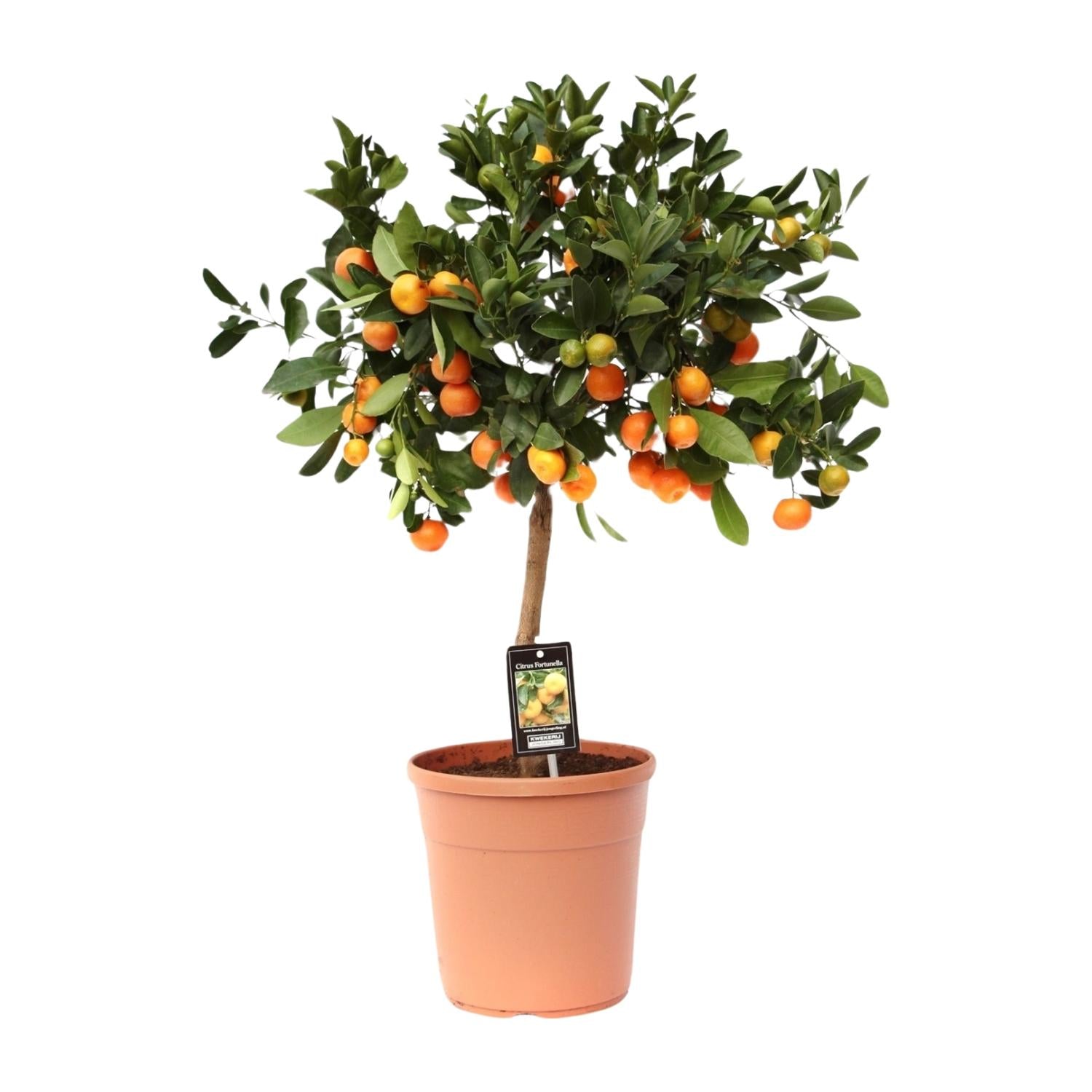 Calamondinboom (Citrus mitis) 80 cm hoog, pot ø22 cm
