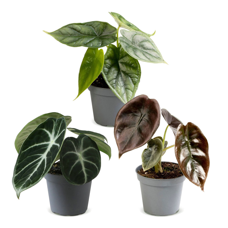Baby-Alokasie Tricolour Set (3 Pflanzen, Topf ø6 cm)