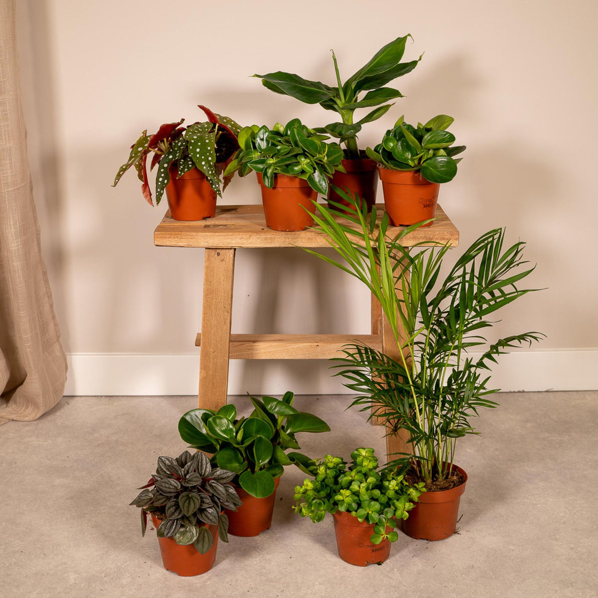 Verrassingsbox kamerplanten