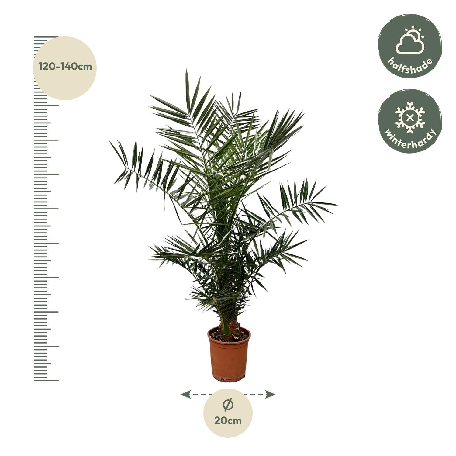 Phoenix Canariensis - 140cm - ø21