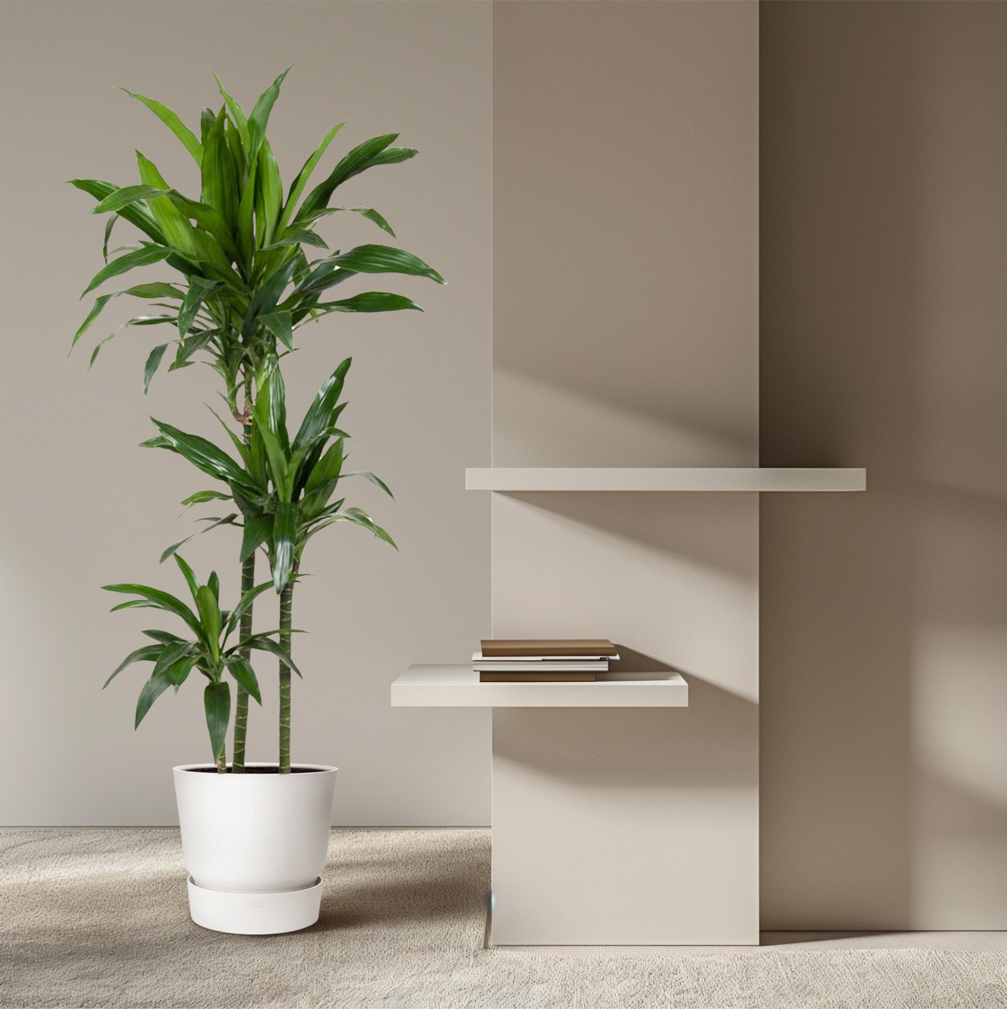 Drakenbloedboom Janet Craig (Dracaena) 150 cm hoog, pot ø24 cm