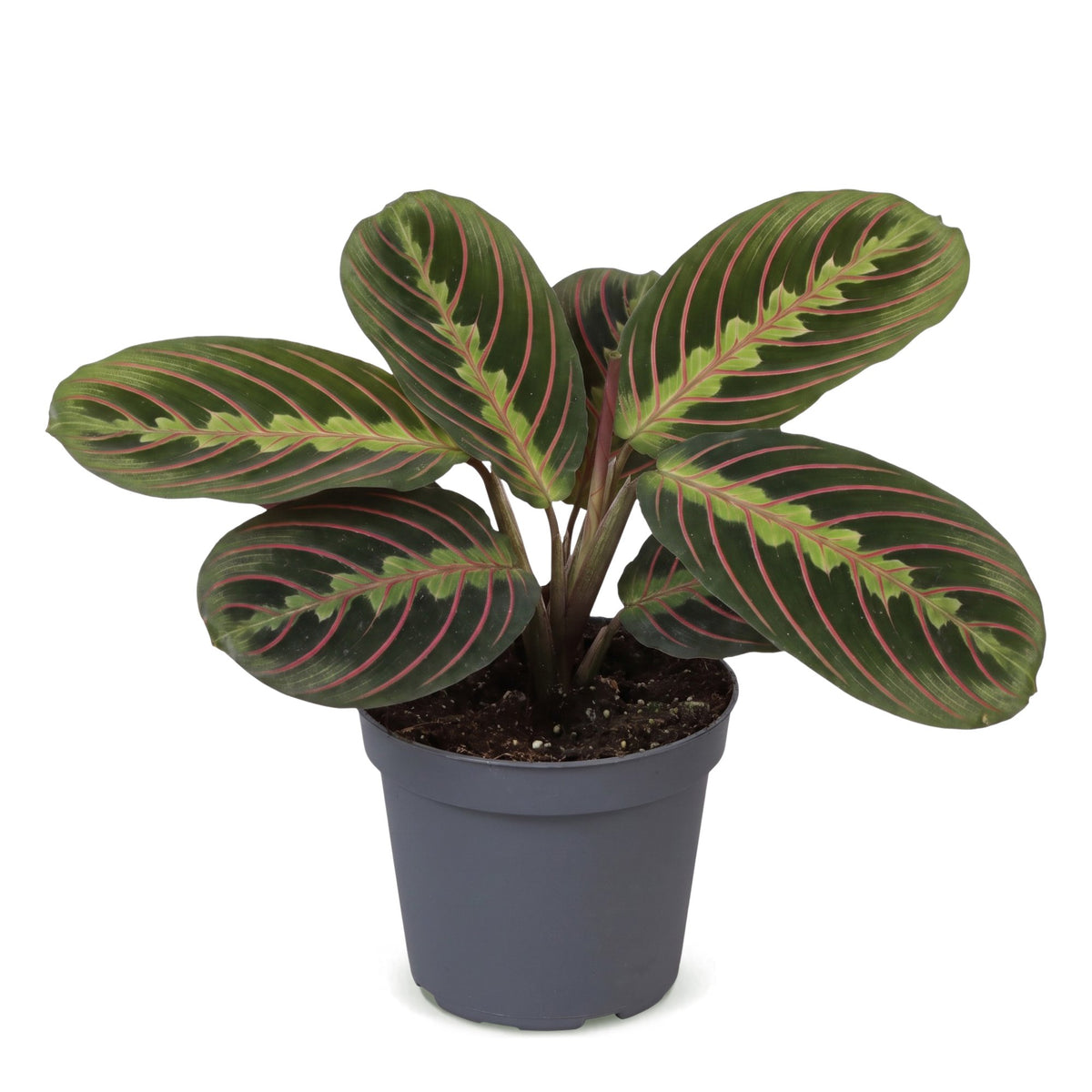 Maranta 12 cm wysokości, doniczka ø6 cm