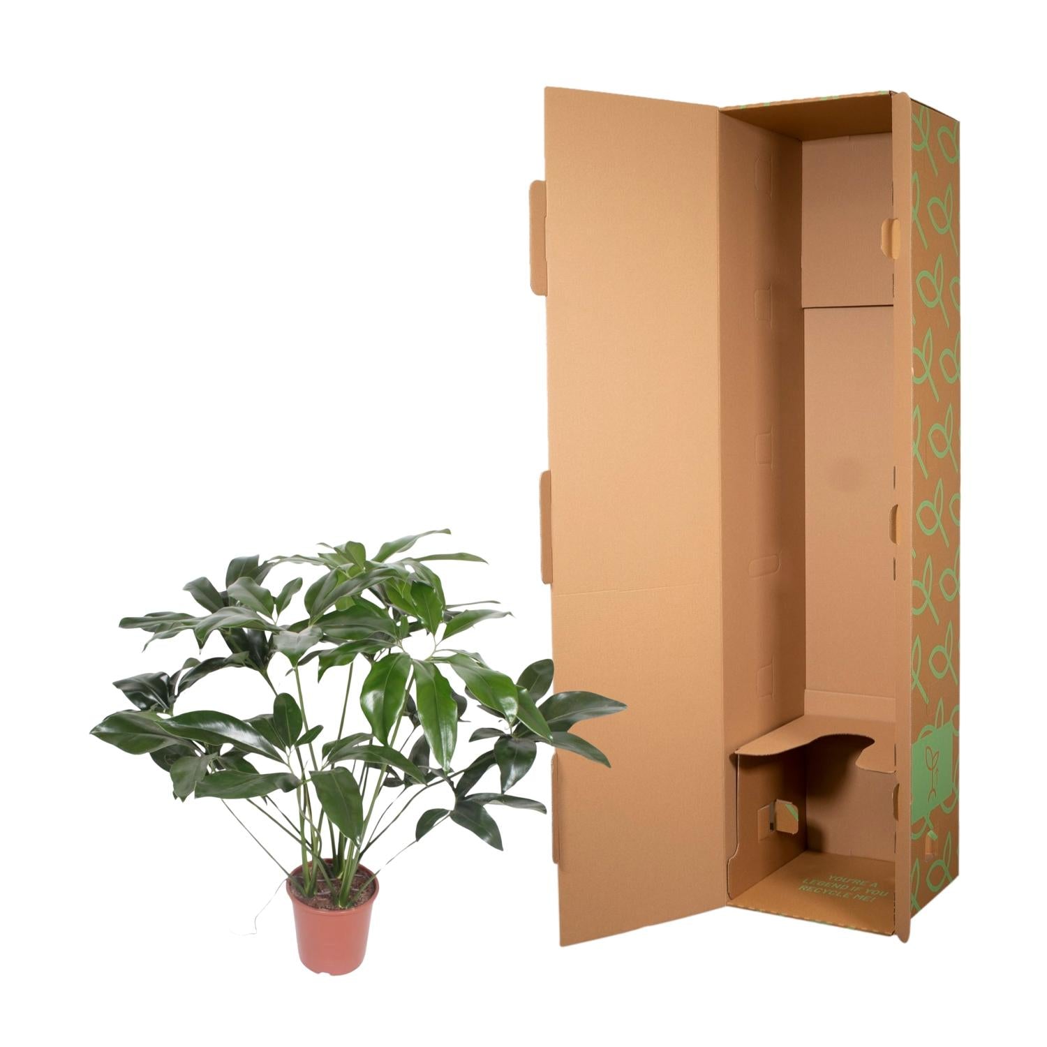 Philodendron Green Wonder