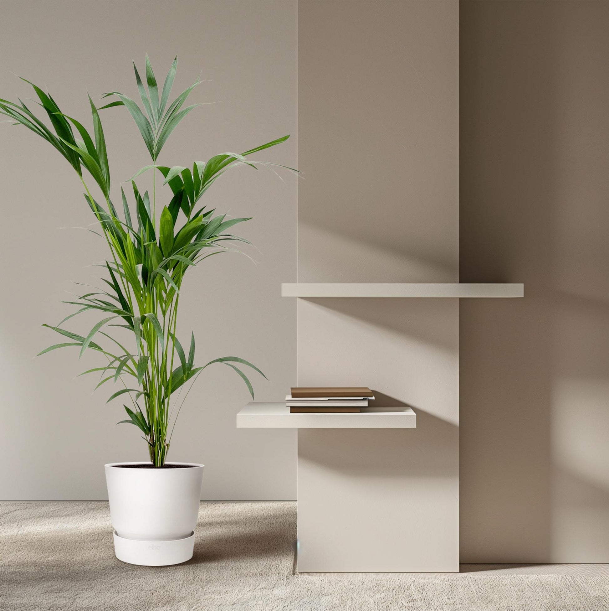 Kentia palm - 160cm - Ø24 - XXLplant