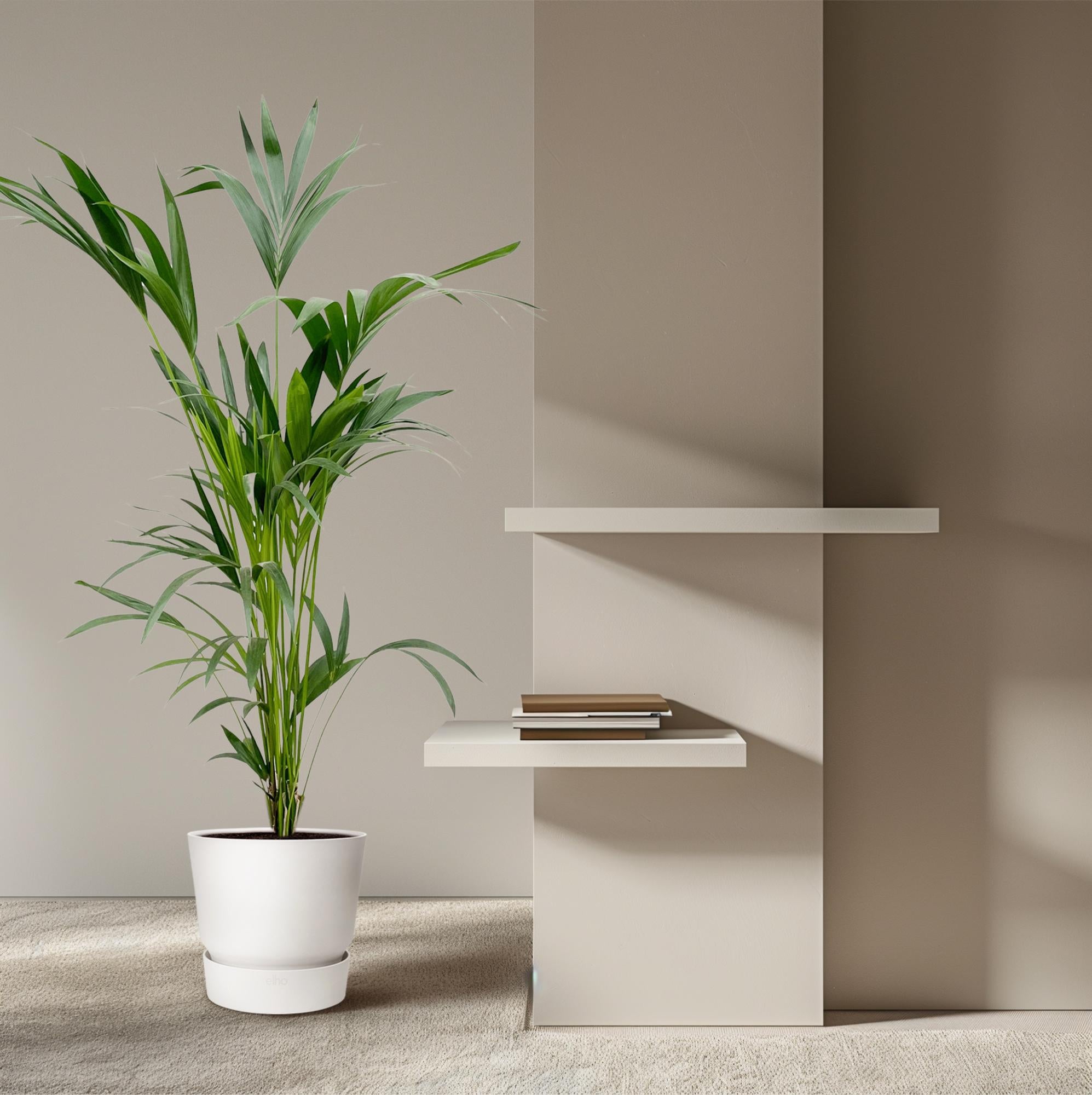 Kentia palm - 160cm - Ø24 - XXLplant