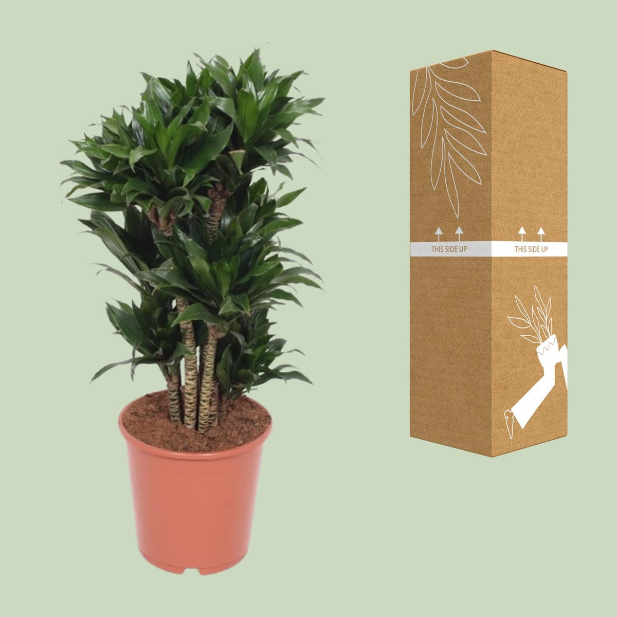 Drakenboom (Dracaena fragrans 'Compacta')