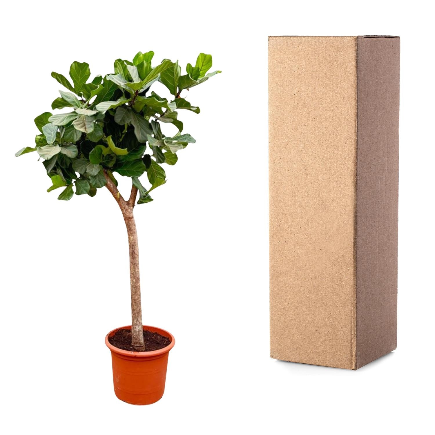 Ficus lyrata boom XXXL (vioolblad ficus) 230 cm hoog, pot ø42 cm