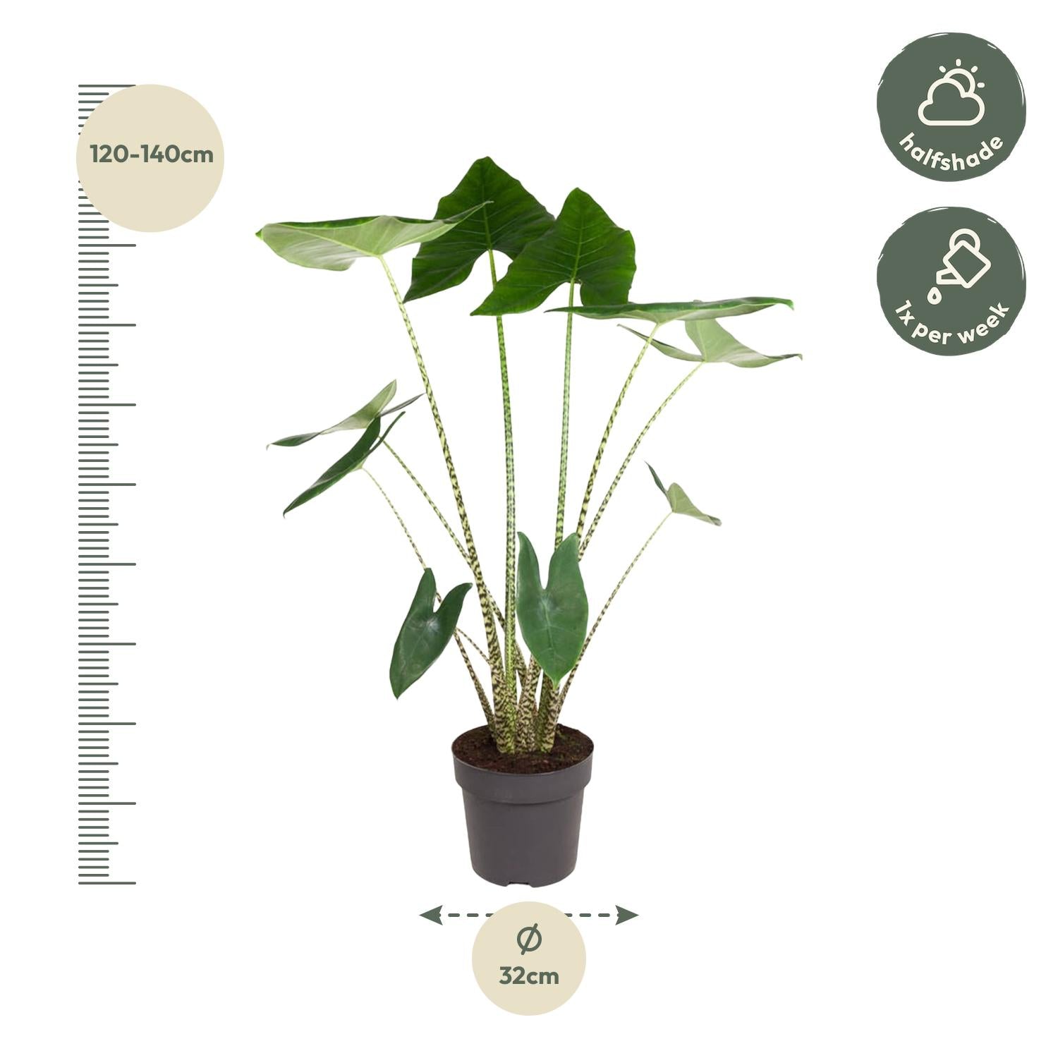 Alocasia Zebrina - 130 cm - ø32 - XXLplant