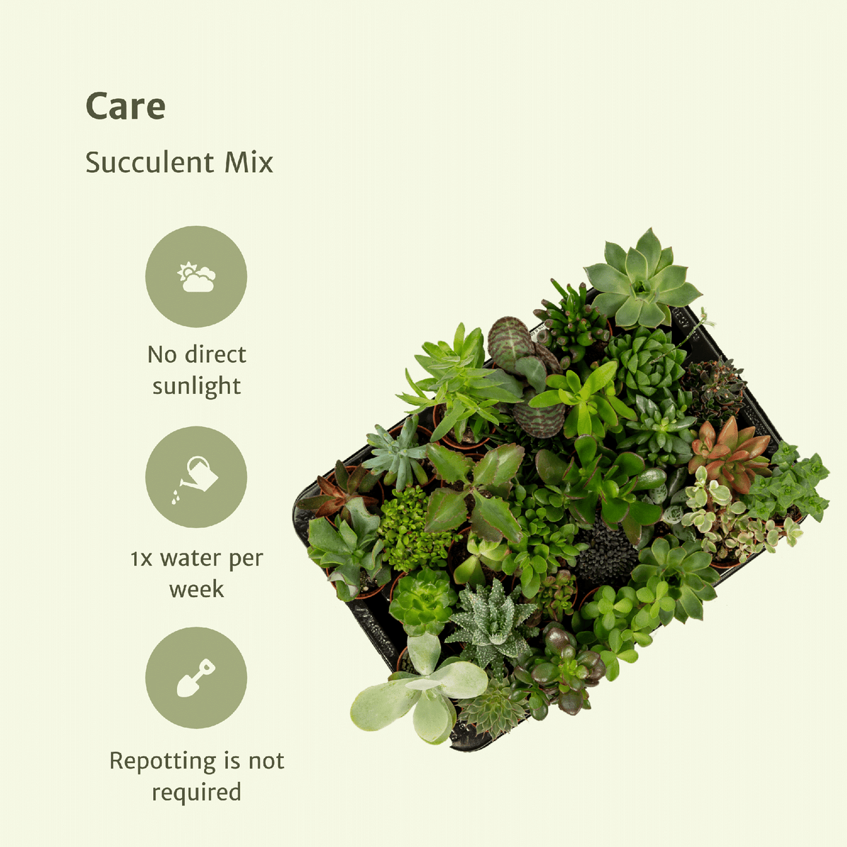 Succulenten mix 7 cm