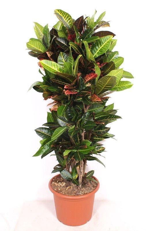 Codiaeum Petra