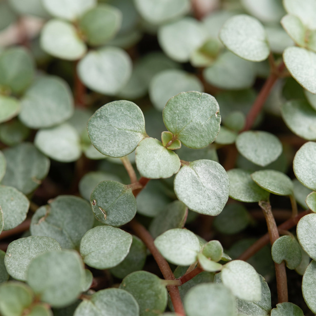 Pilea glauca 'Greyzy' 10 cm hoch, Topf ø6 cm