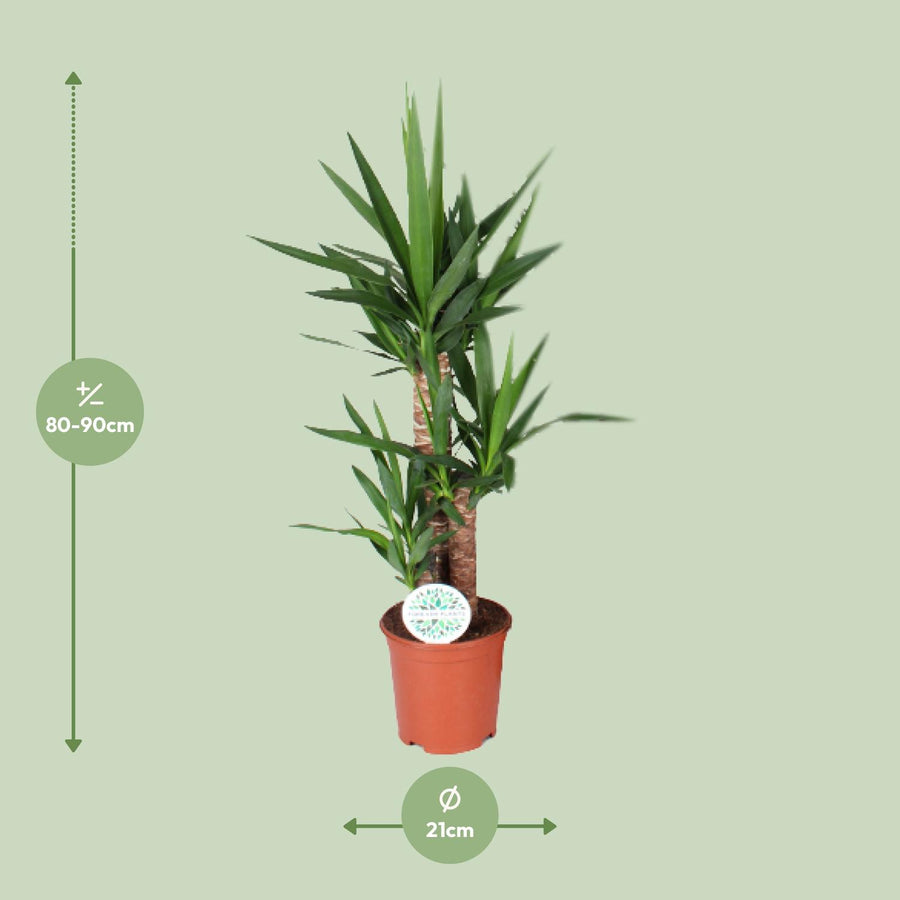 Palmlilie (Yucca) 90 cm hoch, Topf ø21 cm