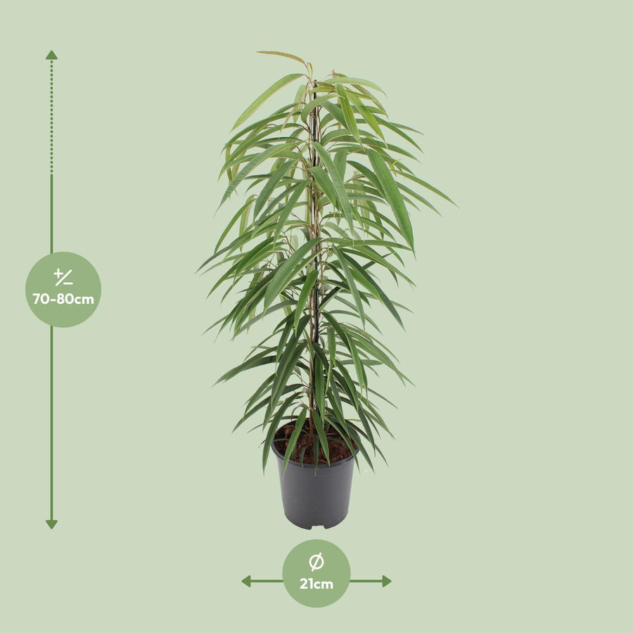 Ficus binnendijkii 'Alii' 80 cm hoch, Topf ø21 cm