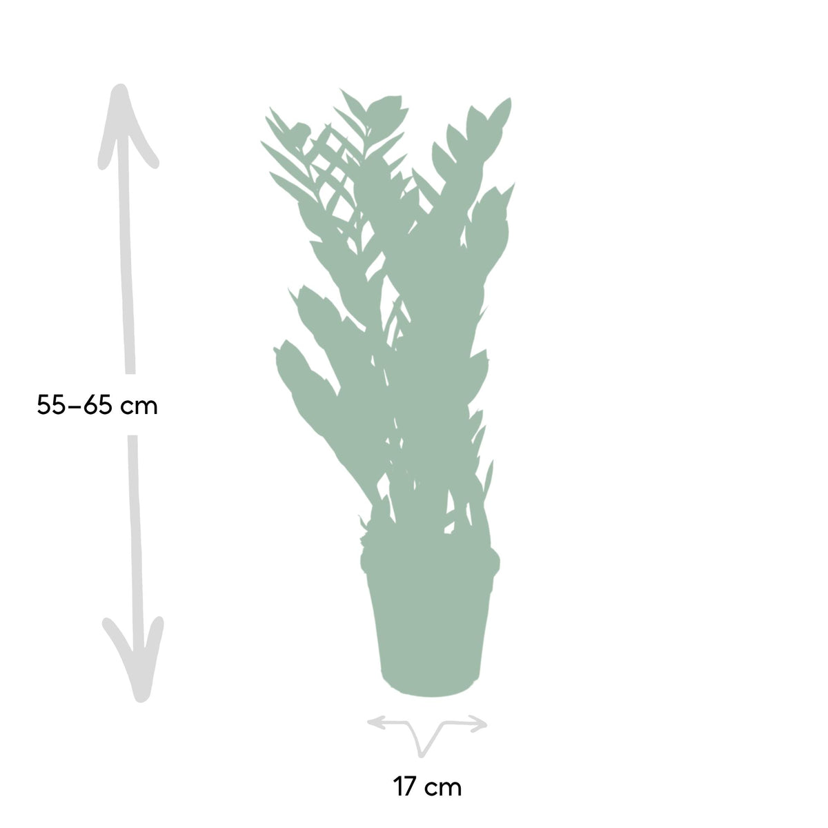 Zamiokulkas 70 cm wysokości, doniczka ø17 cm