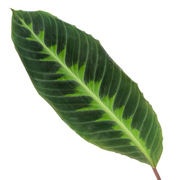 Calathea Warscewiczii Ø24 90cm - ø24
