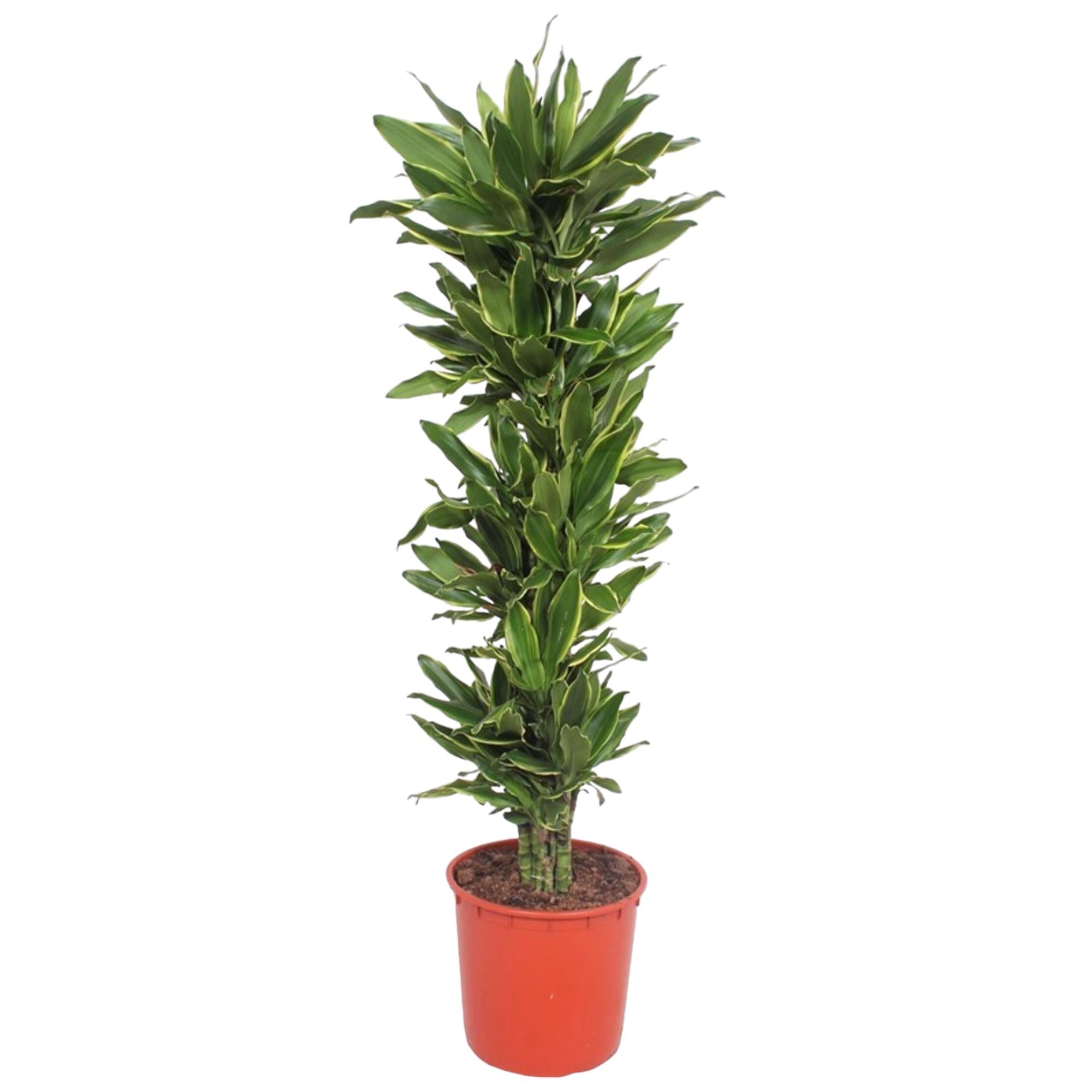 Dracaena Golden Coast (drakenbloedboom) 200 cm hoog, pot ø34 cm