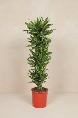 200 cm