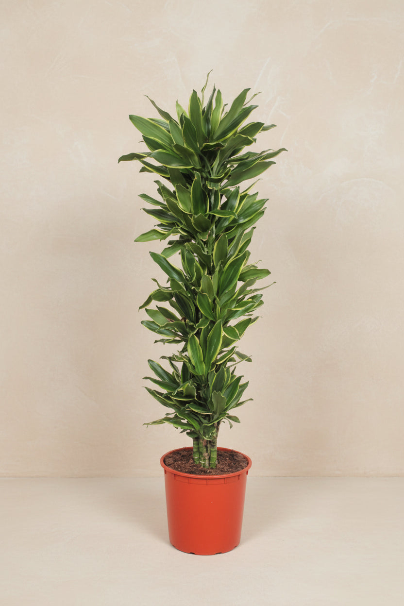Drachenbaum 'Golden Coast', 200 cm hoch, Topf ø34 cm