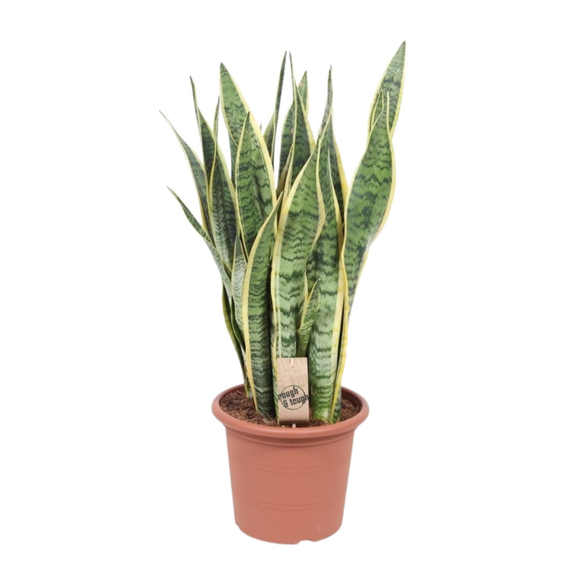 Bogenhanf 85 cm hoch, Topf ø25 cm