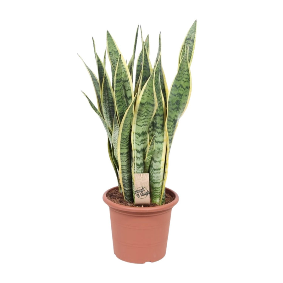 Bogenhanf (Sansevieria trifasciata 'Laurentii') 85 cm hoch, Topf ø25 cm