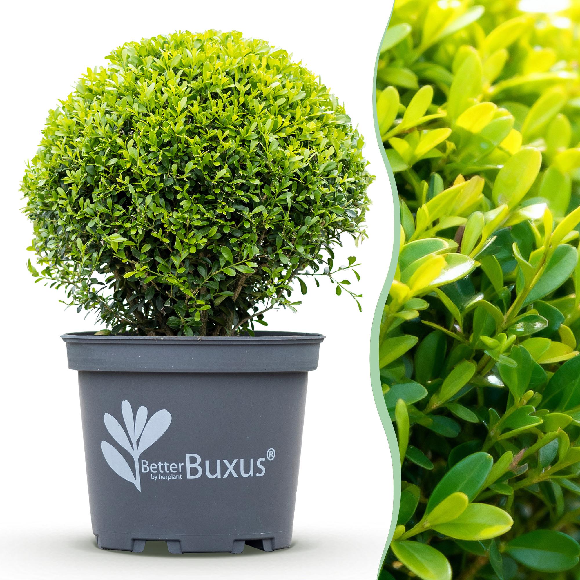 Schimmelresistente buxus bol 30 cm, pot ø26 cm, set van 2