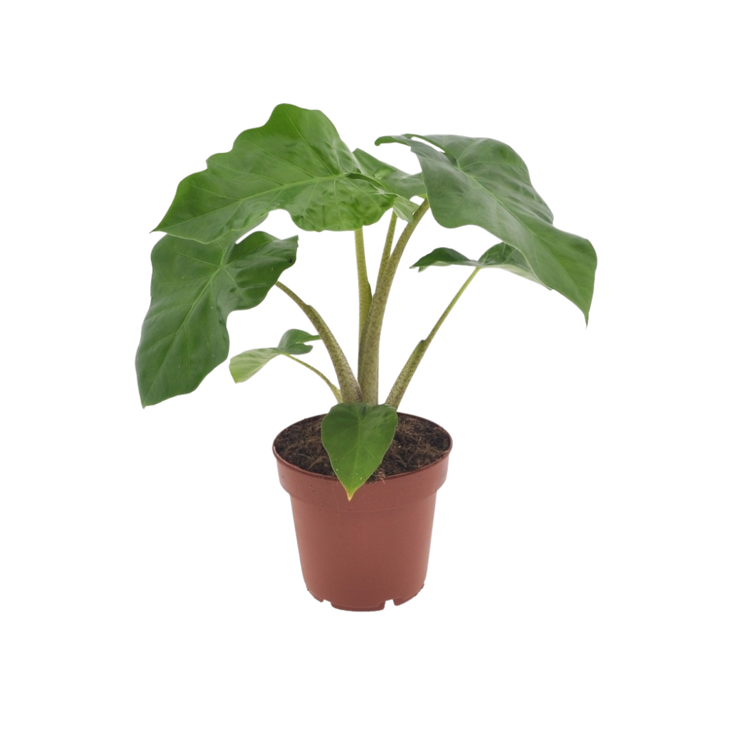 Alocasia Low Raider Ø 40cm - ø12