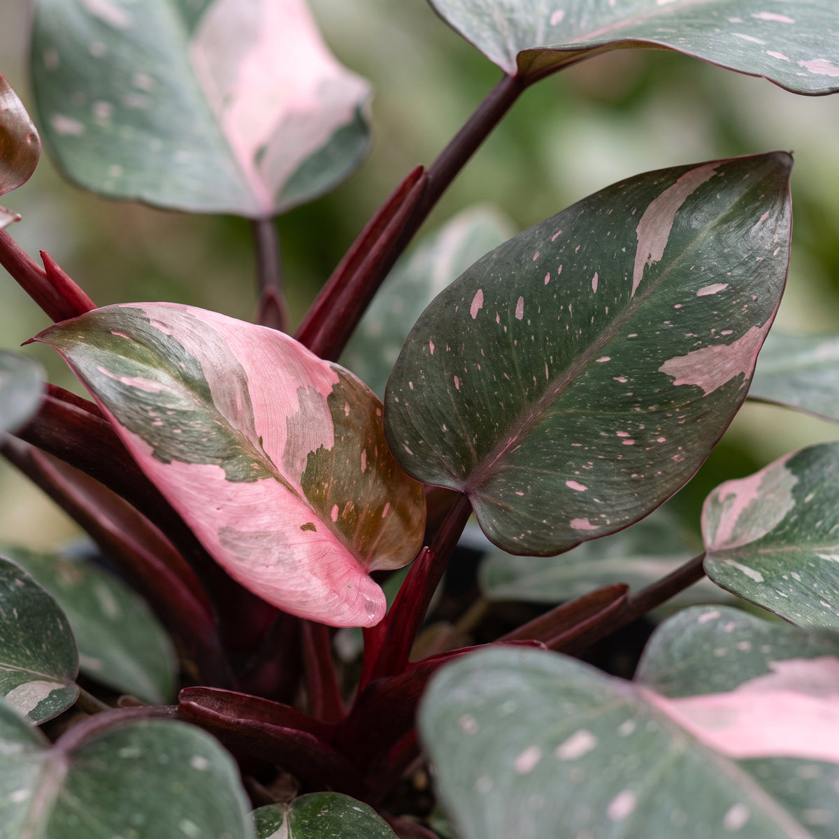 Philodendron 12 cm hoch, Topf ø6 cm