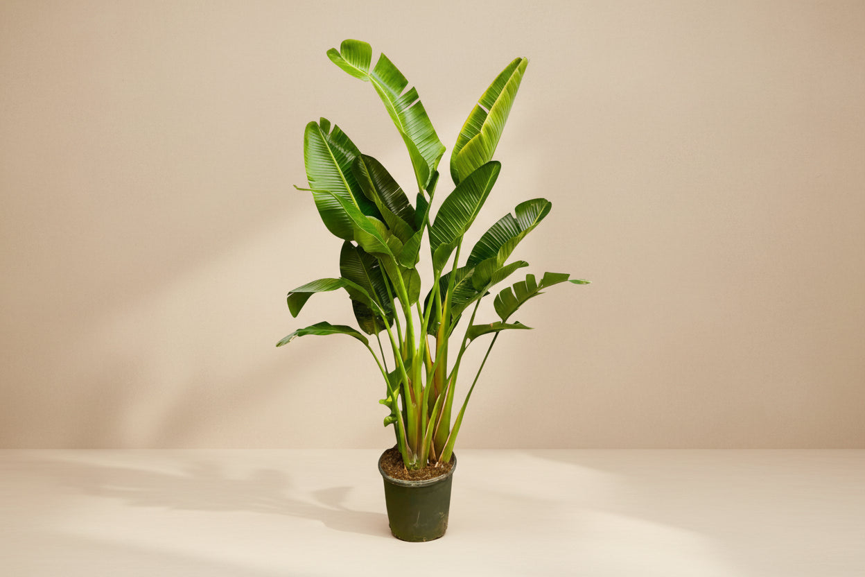 Strelitzia Augusta multi stam XXL - 250 cm - ø30-40 - XXLplant