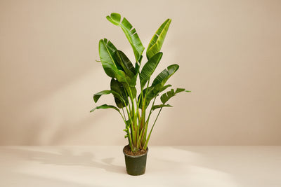 Uccello del paradiso bianco a più tronchi (Strelitzia augusta) 250 cm di altezza, vaso ø30 cm