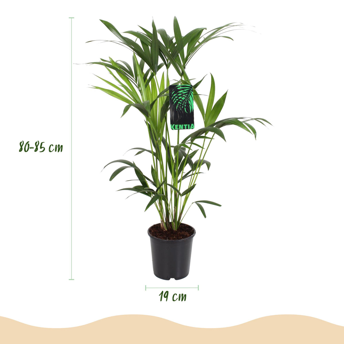 Kentiapalme 80-85 cm hoch, Topf ø19 cm, 2er-Set