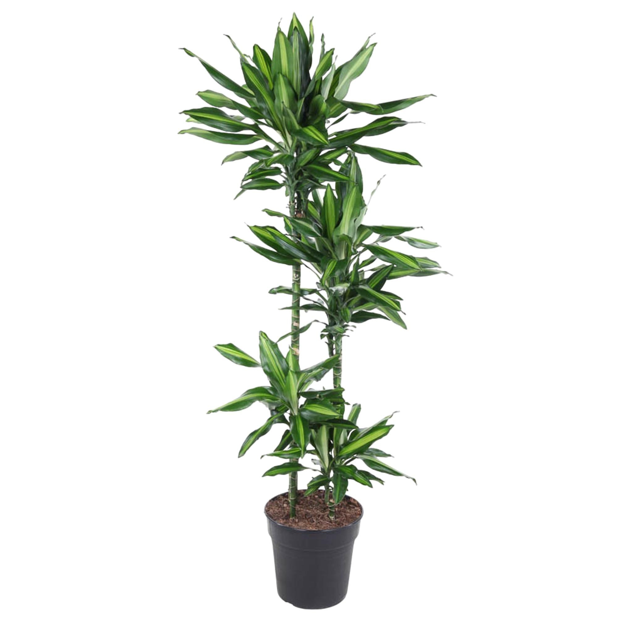 Dracaena Cintho (drakenbloedboom) 150 cm hoog, pot ø27 cm