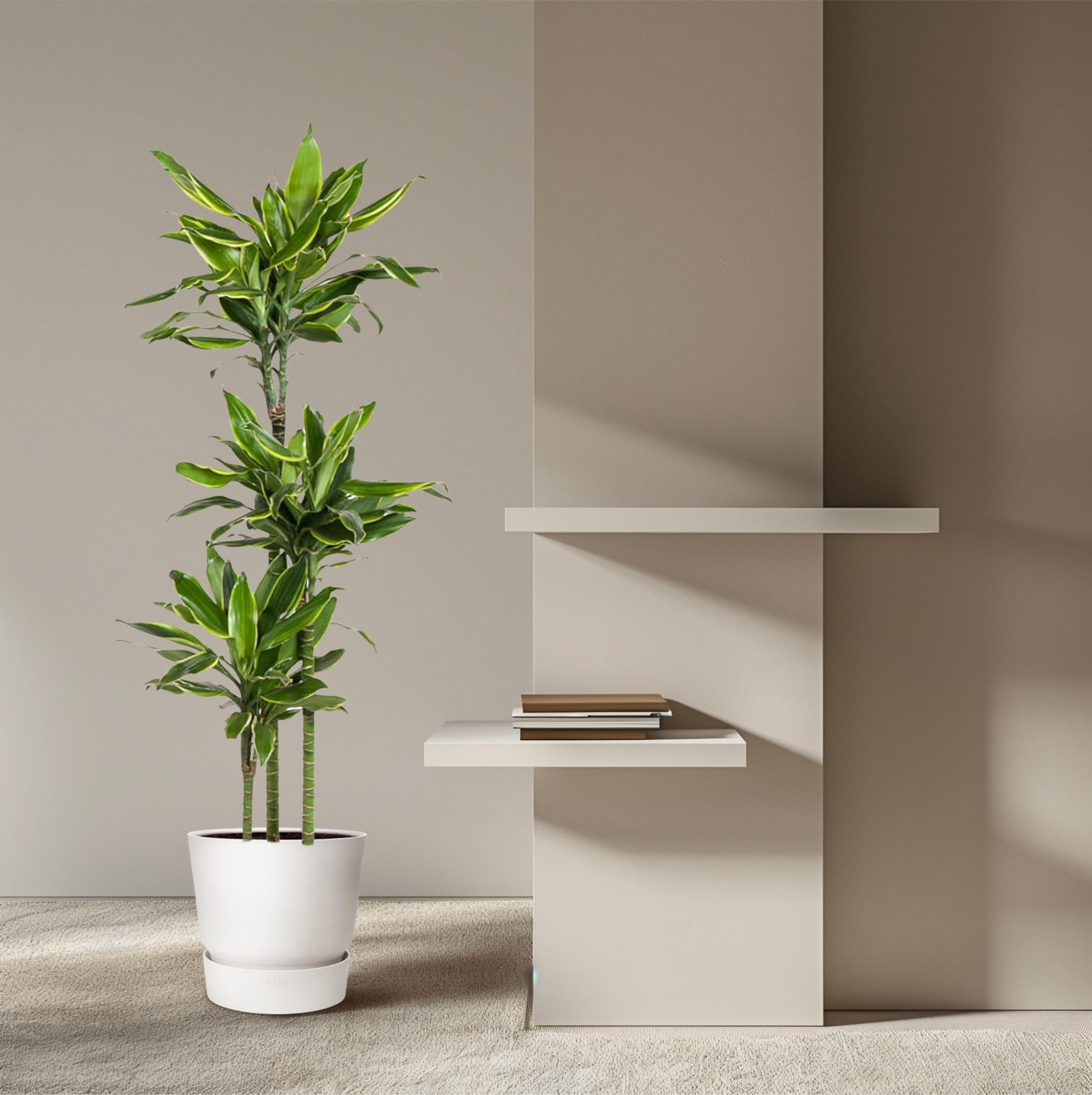 Dracaena Golden Coast 150cm - ø24