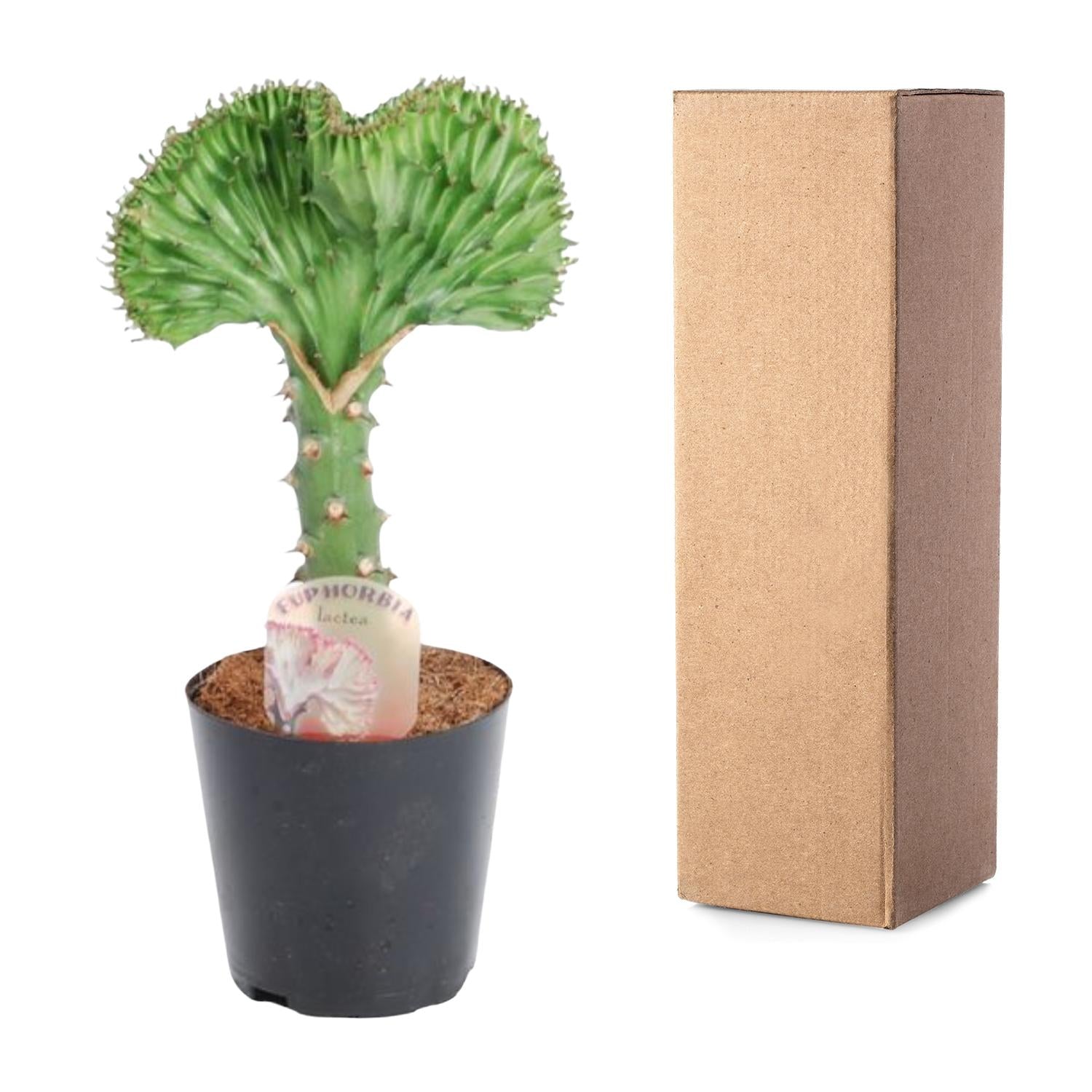 Euphorbia lactea Cristata groen ,5 30cm - ø11