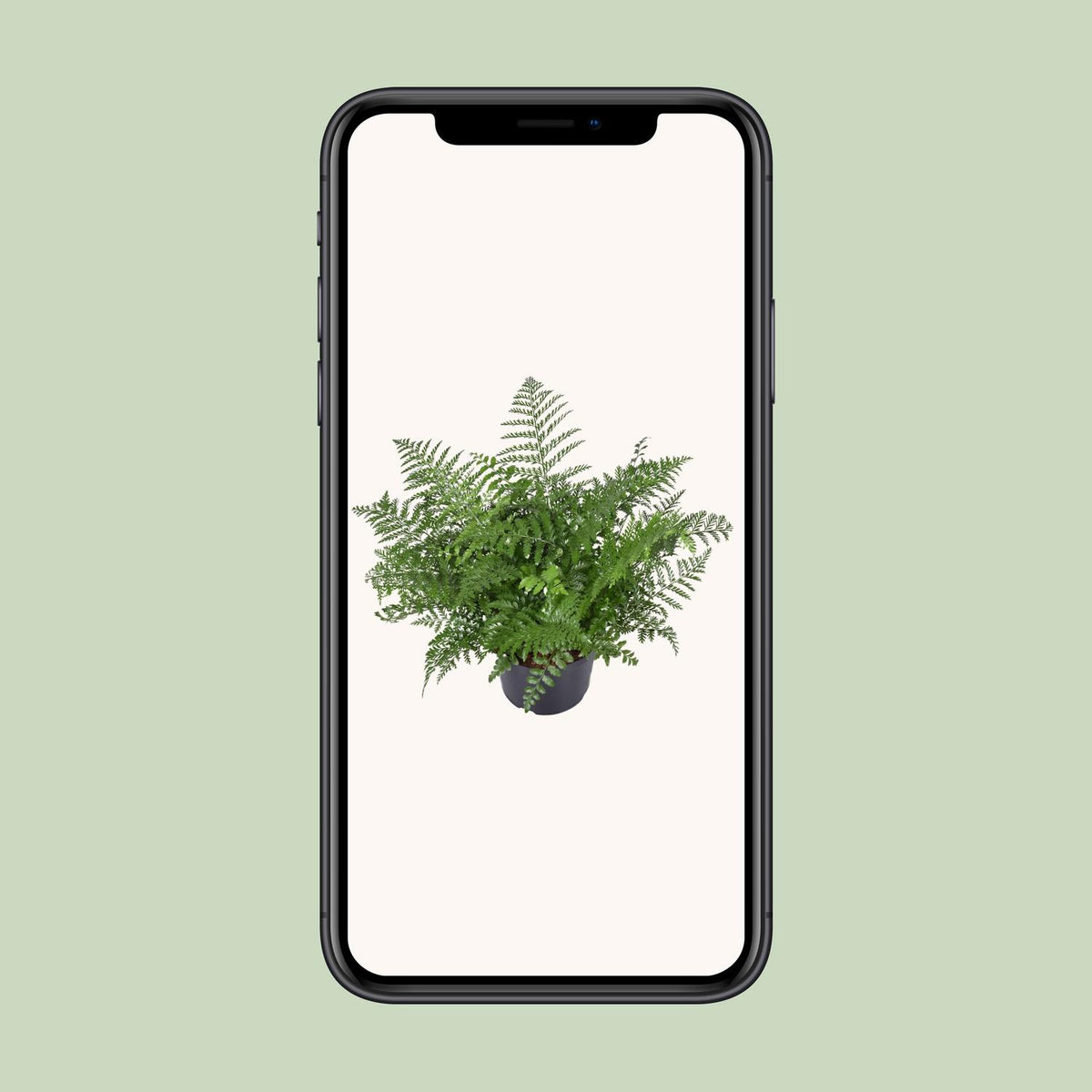 Vogelnestvaren (Asplenium 'Parvati')