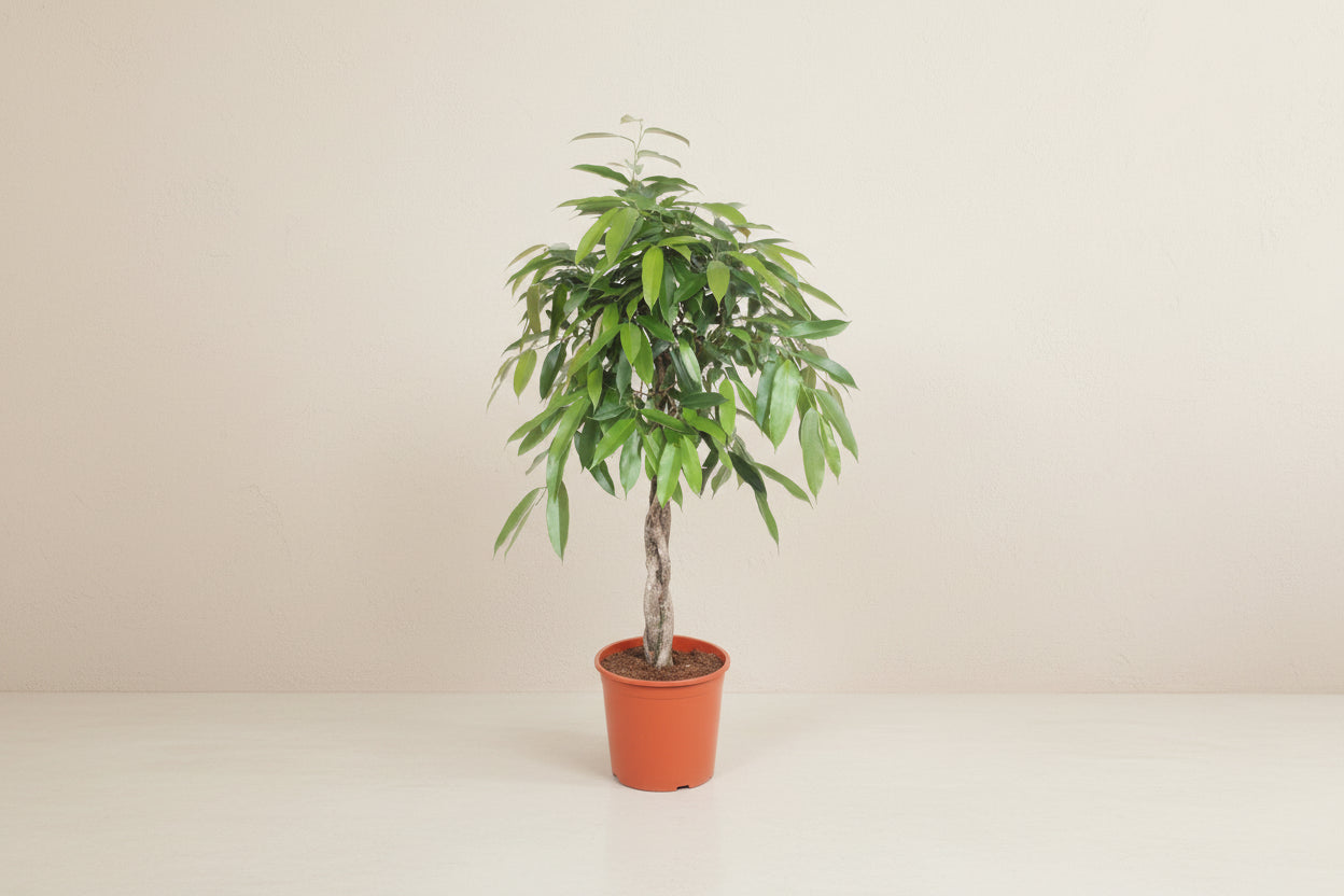 Ficus Amstel King braided trunk - 140 cm - ø30