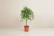 Ficus Amstel King stueplante med flettet stilk og store mørkegrønne blade