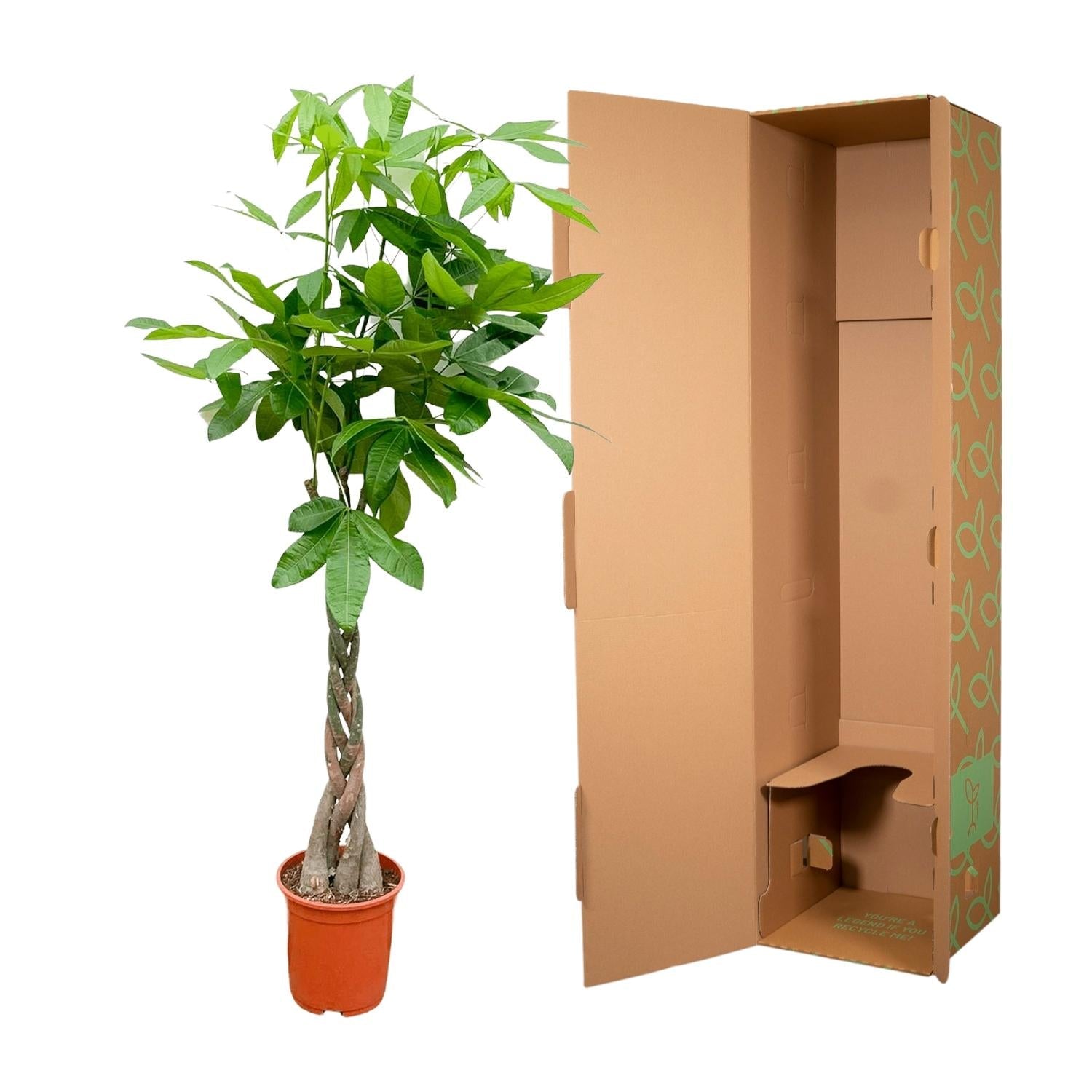 Pachira Aquatica geldboom met glanzende groene bladeren en gevlochten stam in pot van 24 cm diameter