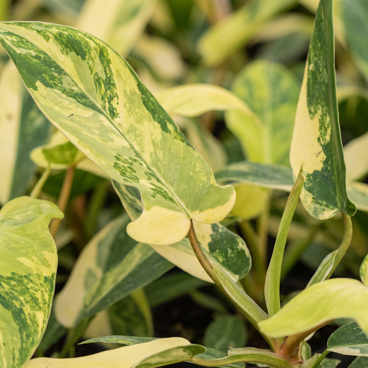 Philodendron 'Florida Beauty'